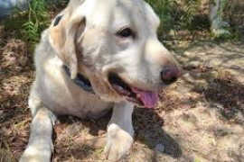 अमेरिकामा कुकुरले सर्पबाट यसरी बचायो  मालिकको ज्यान