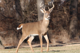 उत्तरी अमेरिकामा पाइने दुर्लभ मृगमा कोरोना फैलिएर बिरामी हुने क्रम बढदो