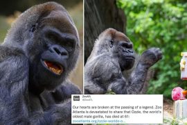 विश्वमै पुरोनो गोरिल्लाको एटलान्टा चिडियाखानामा निधन