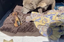 अमेरिकामा मरेकेा भनिएकेा कुकुर १२ वर्षपछि भेटियेा