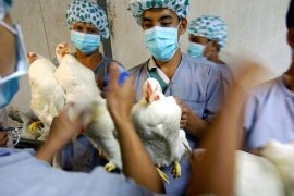 अमेरिकामा व्यापक भयो एभियन बर्ड फ्लु संक्रमण